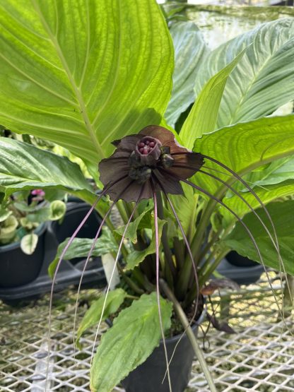 Tacca chantrieri, Black Bat Flower