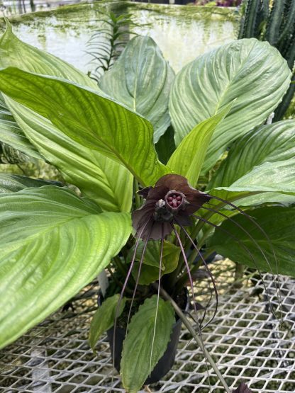 Tacca chantrieri, Black Bat Flower