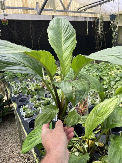 Tacca chantrieri, Black Bat Flower