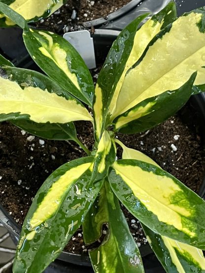 Aucuba japonica, Ogon-no-Tsuki