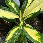 Aucuba japonica, Ogon-no-Tsuki