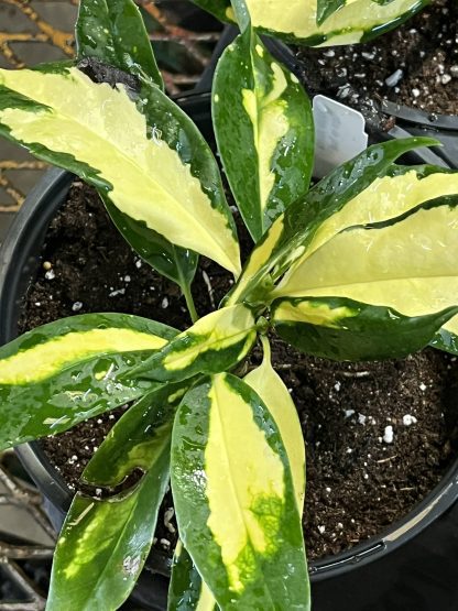 Aucuba japonica, Ogon-no-Tsuki - Image 6