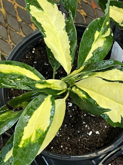 Aucuba japonica, Ogon-no-Tsuki - Image 5