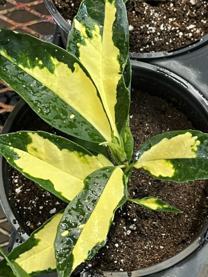 Aucuba japonica, Ogon-no-Tsuki - Image 4