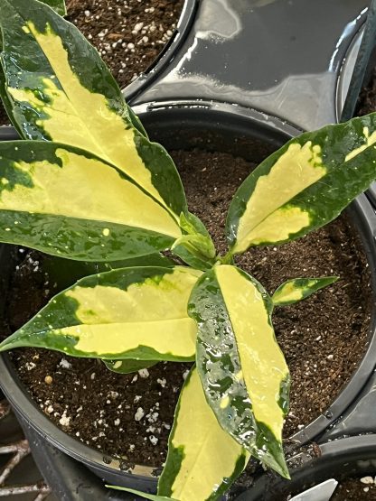 Aucuba japonica, Ogon-no-Tsuki - Image 3