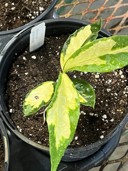 Aucuba japonica, Ogon-no-Tsuki - Image 2