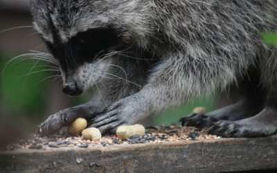 How to Keep Raccoons Out of Your Garden