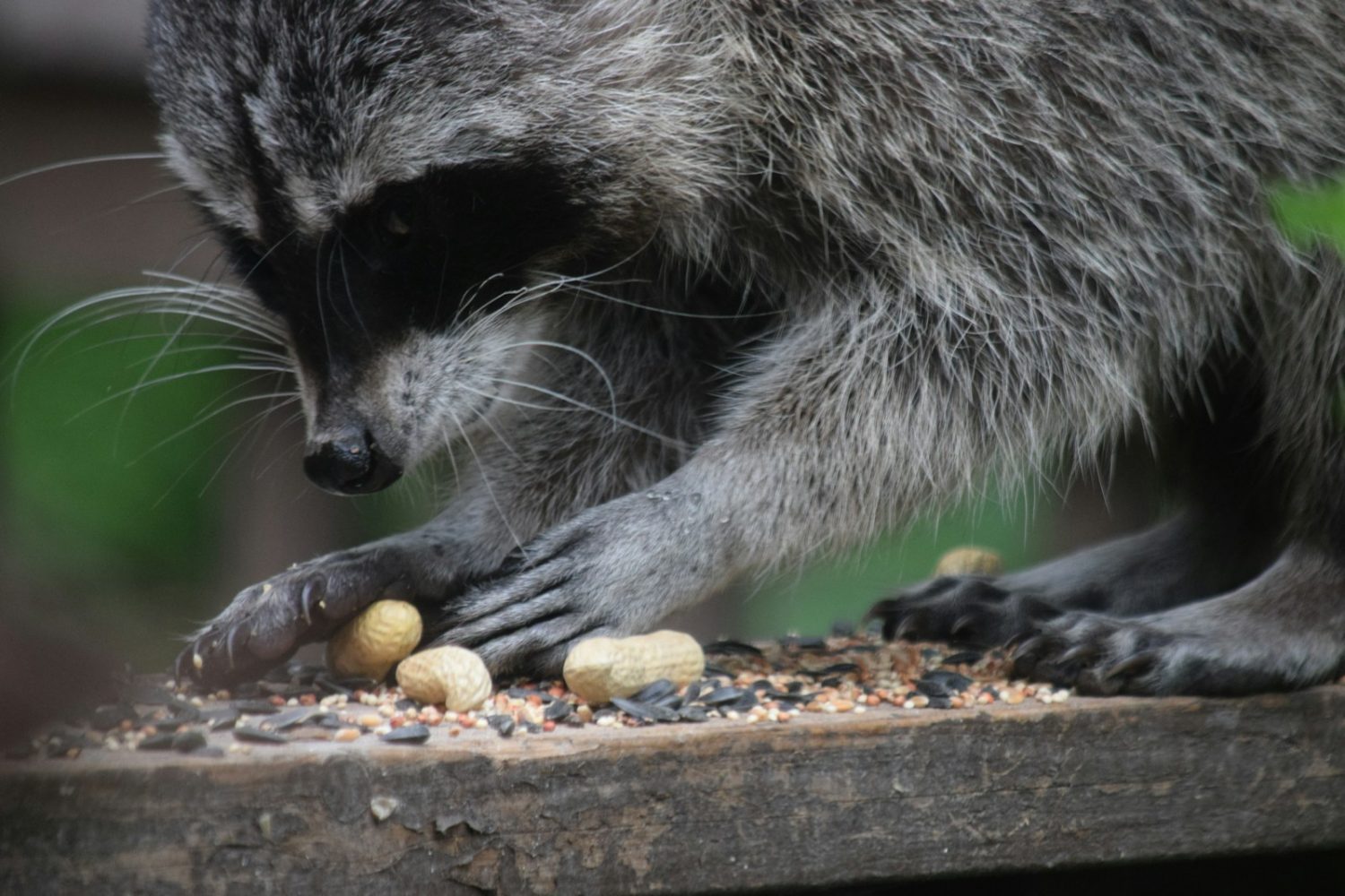 How to Keep Raccoons Out of Your Garden