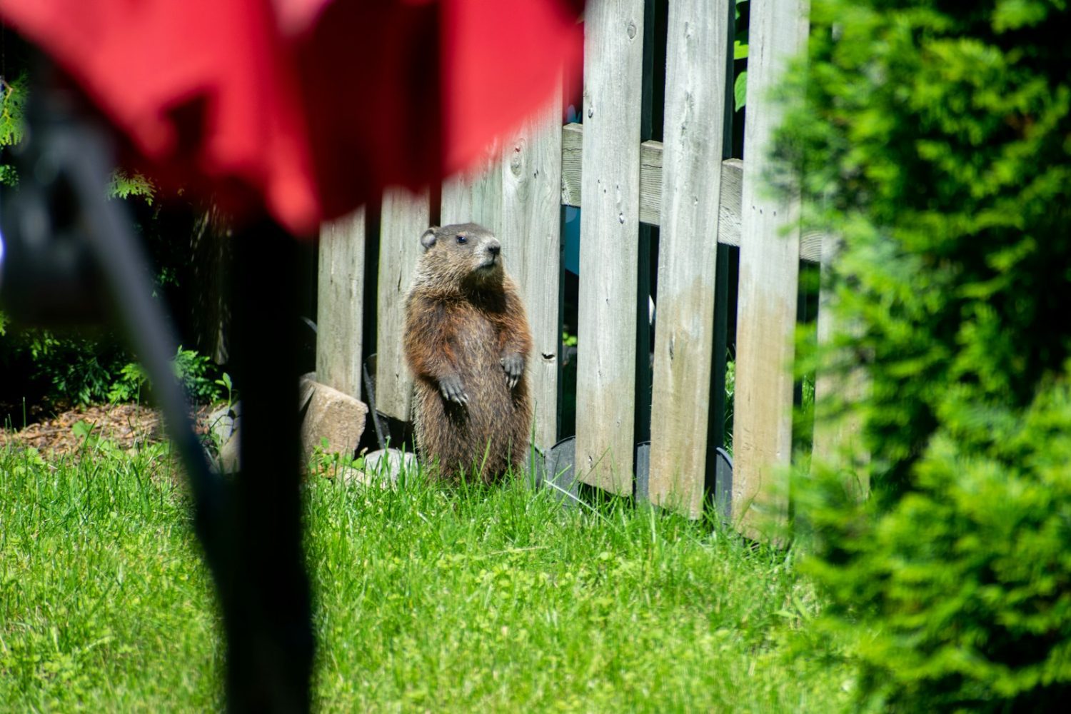 How to Keep Groundhogs Out of Your Garden
