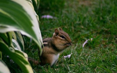How to Keep Chipmunks Out of Your Garden