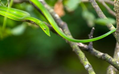 Are Garden Snakes Poisonous?