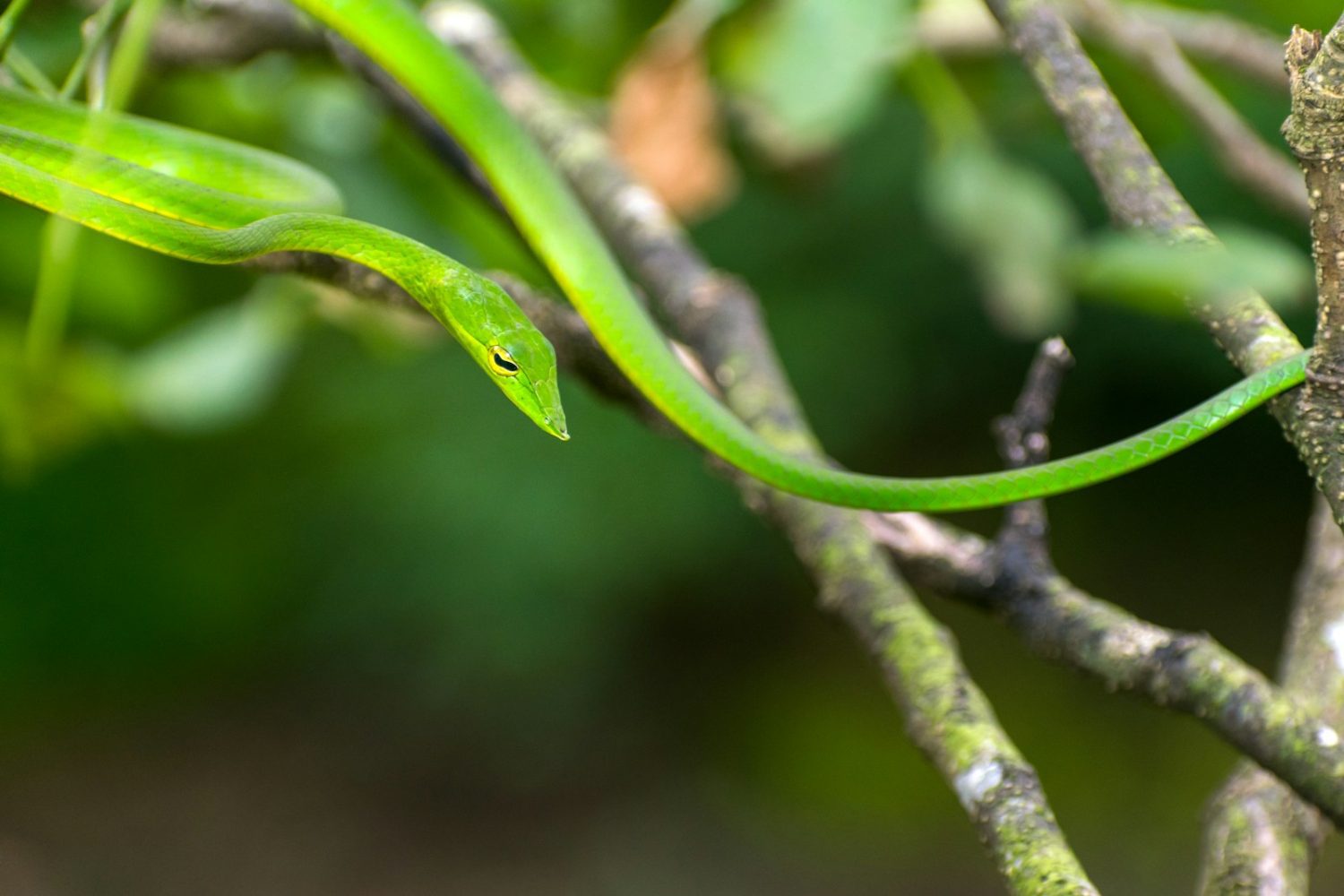 Are Garden Snakes Poisonous?