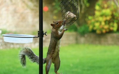 How to Keep Squirrels Out of the Garden