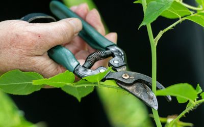 How to Sharpen Garden Shears