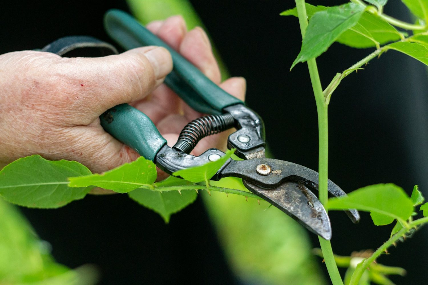 How to Sharpen Garden Shears