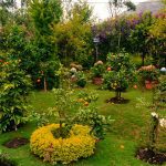 How to Draw a Garden: A Simple Step-by-Step Guide