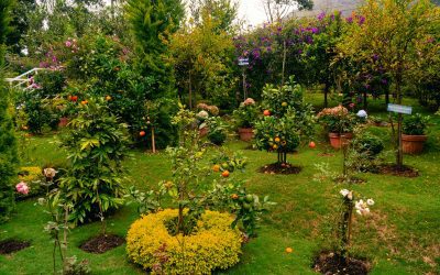 How to Draw a Garden: A Simple Step-by-Step Guide