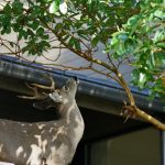 How to Keep Deer Out of Your Garden