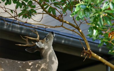 How to Keep Deer Out of Your Garden