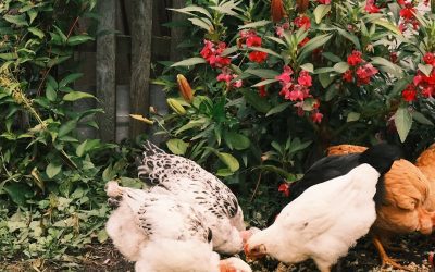 How to Keep Chickens Out of Your Garden