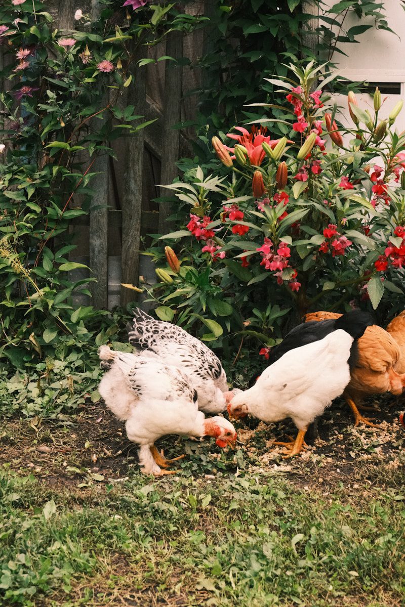 How to Keep Chickens Out of Your Garden