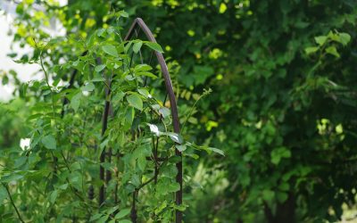 How to Get Rid of Earwigs in the Garden