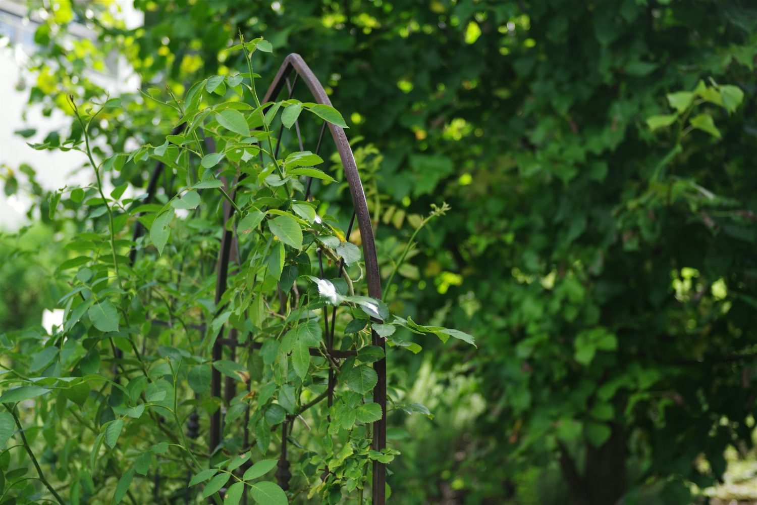 How to Get Rid of Earwigs in the Garden