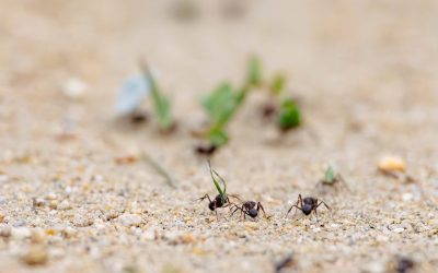 How to Get Rid of Ants in the Garden