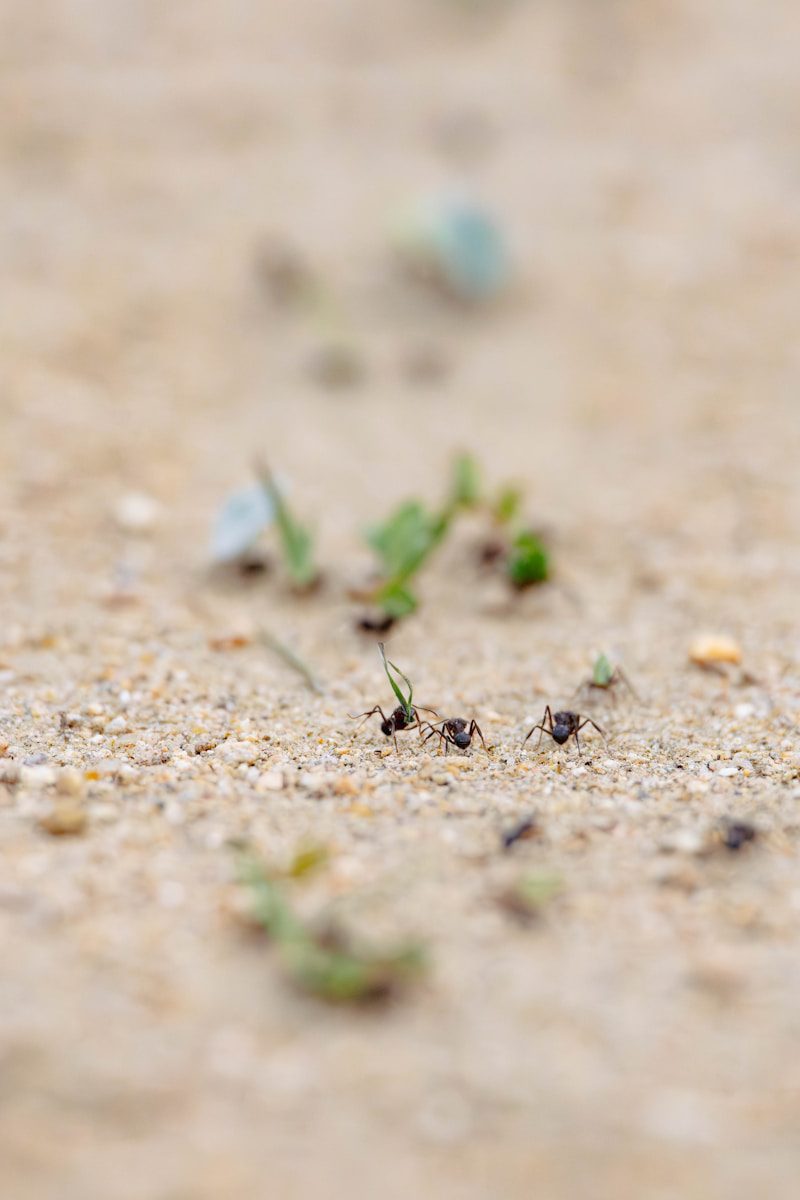 How to Get Rid of Ants in the Garden