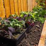 How to Build a Raised Garden Bed Cheap: A Budget-Friendly Guide