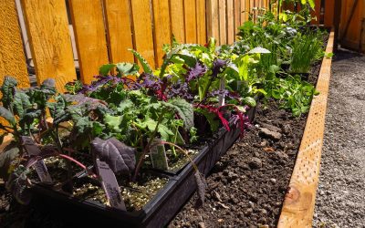 How to Build a Raised Garden Bed Cheap: A Budget-Friendly Guide