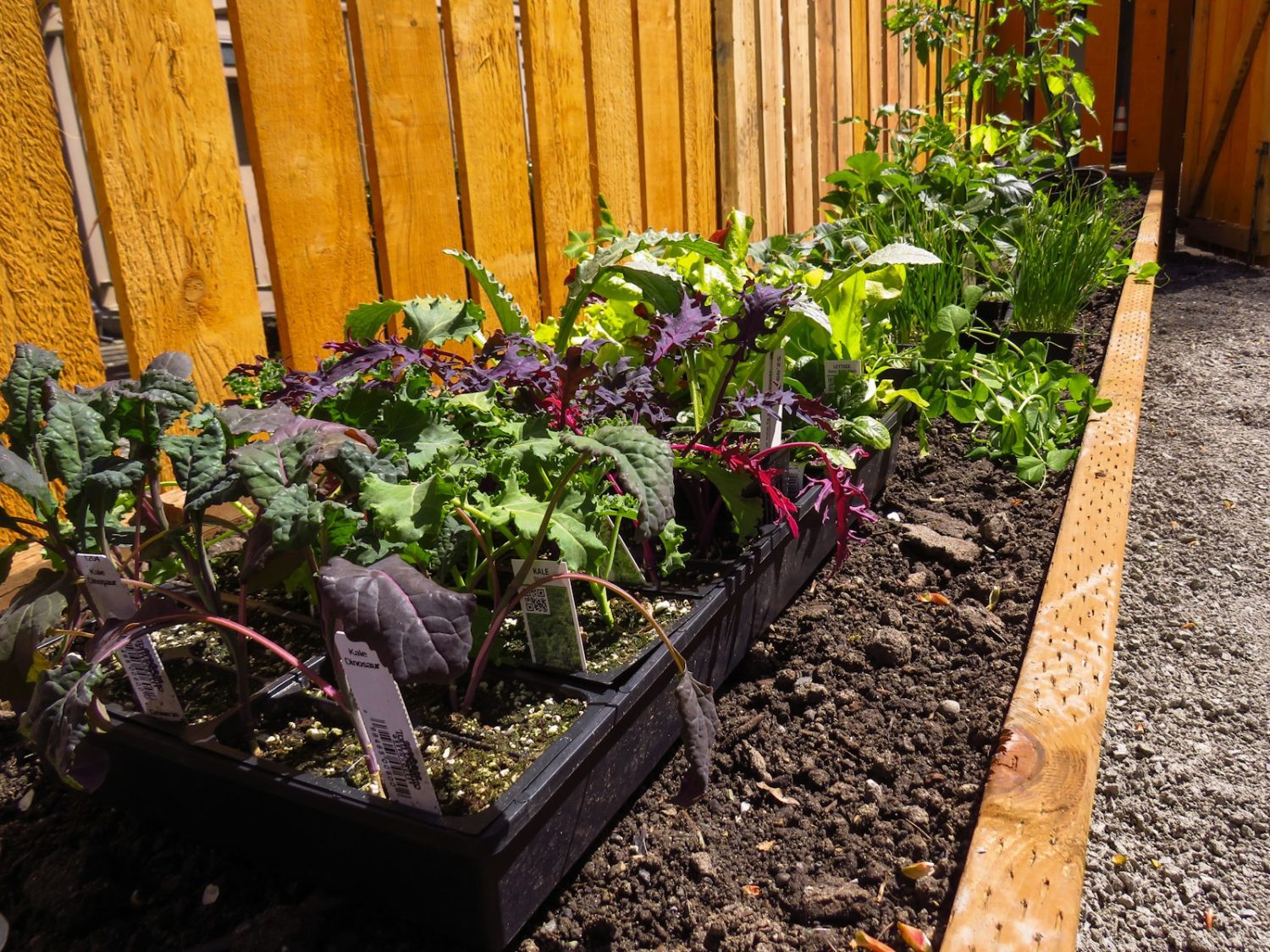 How to Build a Raised Garden Bed Cheap: A Budget-Friendly Guide