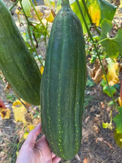Luffa aegyptiaca, the sponge gourd, Egyptian cucumber or Vietnamese luffa, is an annual species of vine cultivated for its fruit, native to South and Southeast Asia.