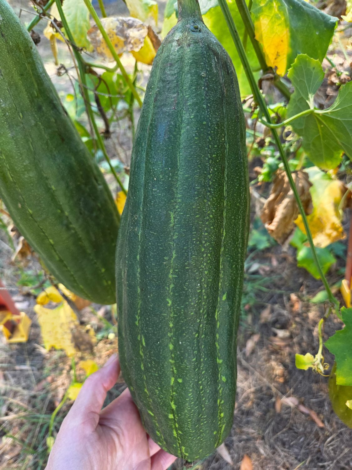Luffa aegyptiaca, the sponge gourd, Egyptian cucumber or Vietnamese luffa, is an annual species of vine cultivated for its fruit, native to South and Southeast Asia.