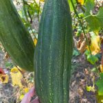 Luffa aegyptiaca, the sponge gourd, Egyptian cucumber or Vietnamese luffa, is an annual species of vine cultivated for its fruit, native to South and Southeast Asia.