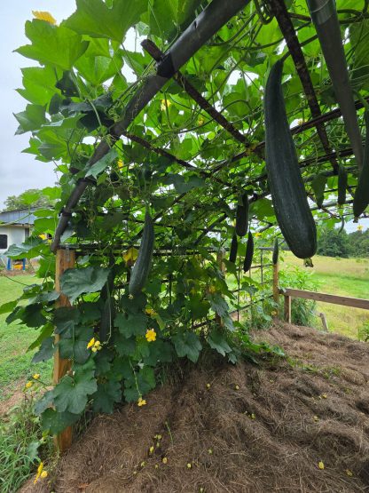 Luffa aegyptiaca, the sponge gourd, Egyptian cucumber or Vietnamese luffa, is an annual species of vine cultivated for its fruit, native to South and Southeast Asia.