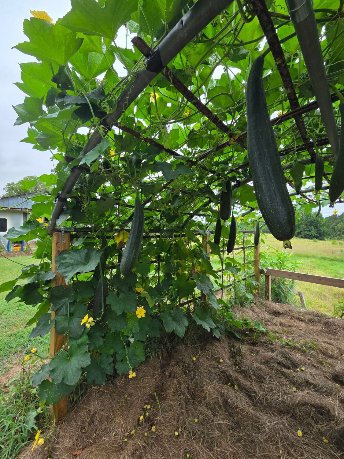 Luffa aegyptiaca, the sponge gourd, Egyptian cucumber or Vietnamese luffa, is an annual species of vine cultivated for its fruit, native to South and Southeast Asia.