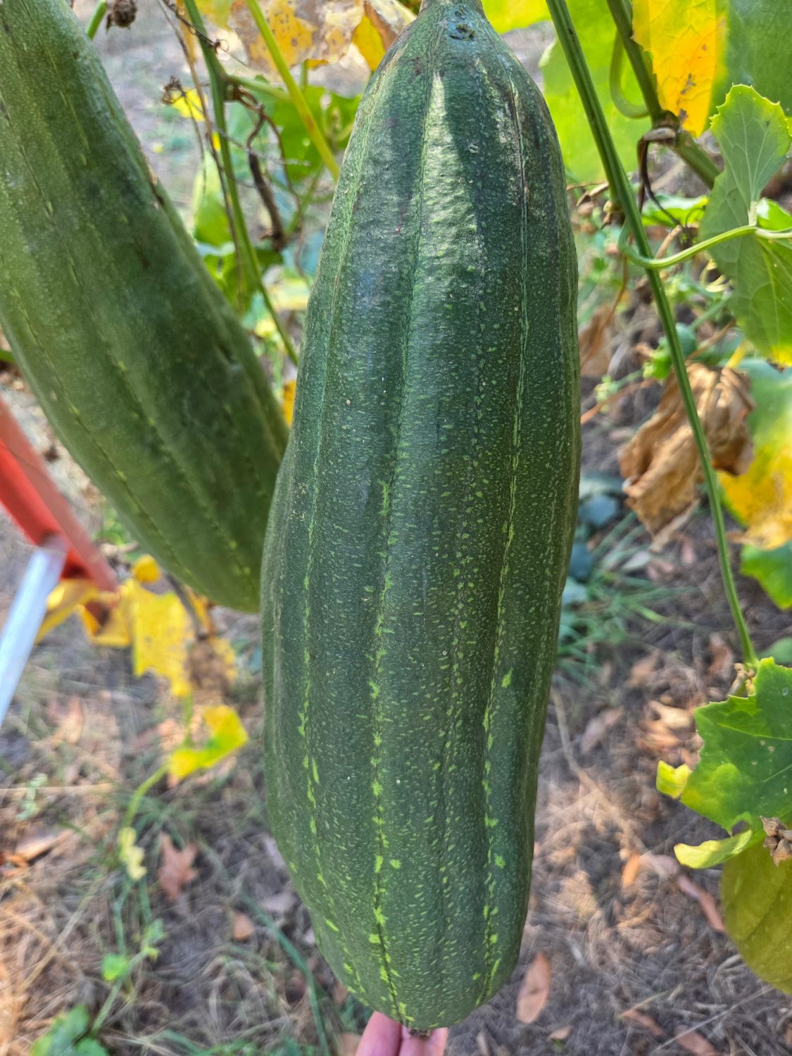 Luffa aegyptiaca, the sponge gourd, Egyptian cucumber or Vietnamese luffa, is an annual species of vine cultivated for its fruit, native to South and Southeast Asia.
