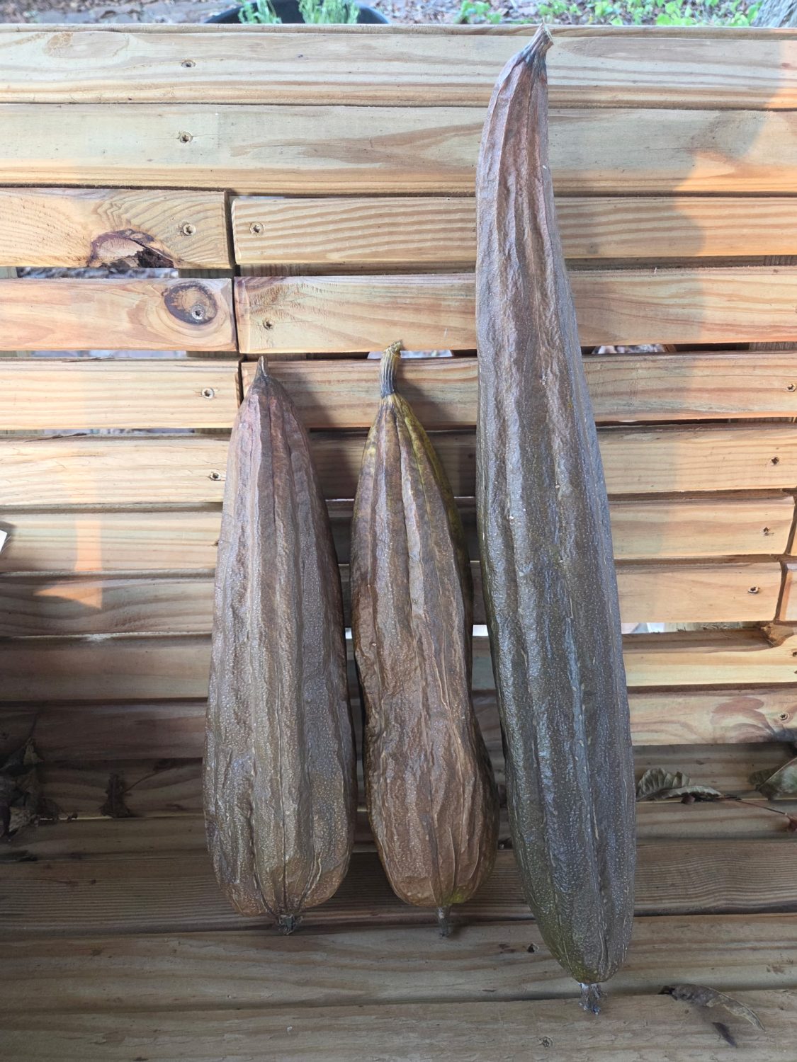 Luffa aegyptiaca, the sponge gourd, Egyptian cucumber or Vietnamese luffa, is an annual species of vine cultivated for its fruit, native to South and Southeast Asia.