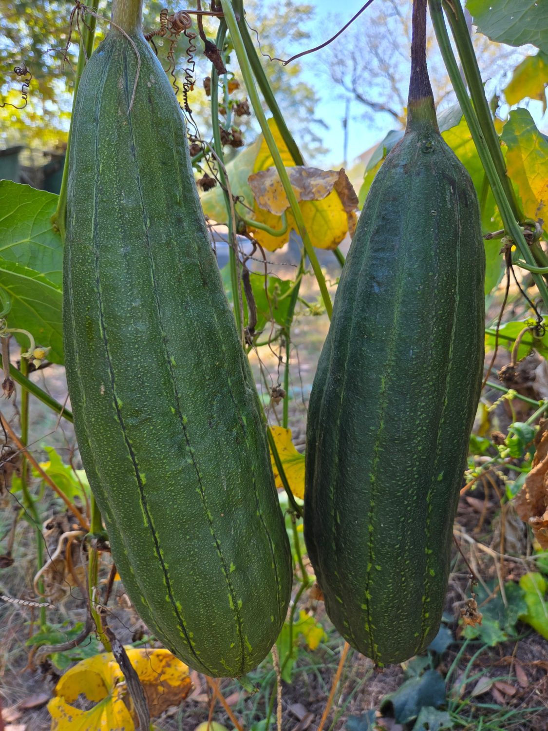 Luffa aegyptiaca, the sponge gourd, Egyptian cucumber or Vietnamese luffa, is an annual species of vine cultivated for its fruit, native to South and Southeast Asia.
