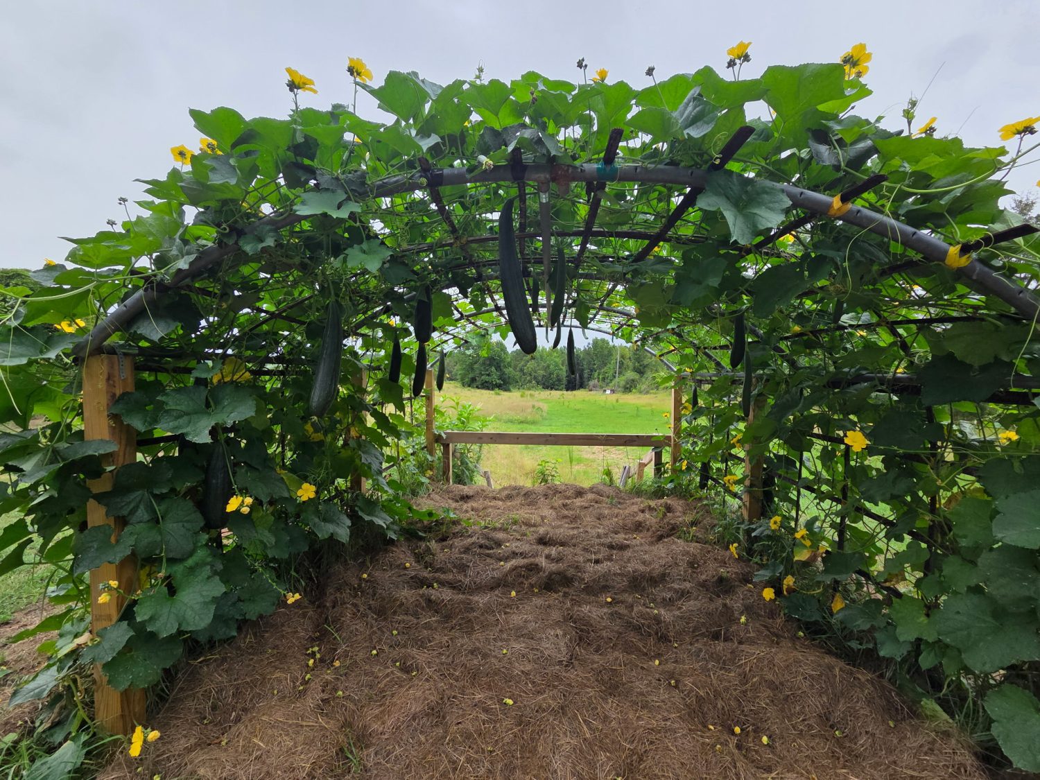 Luffa aegyptiaca, the sponge gourd, Egyptian cucumber or Vietnamese luffa, is an annual species of vine cultivated for its fruit, native to South and Southeast Asia.