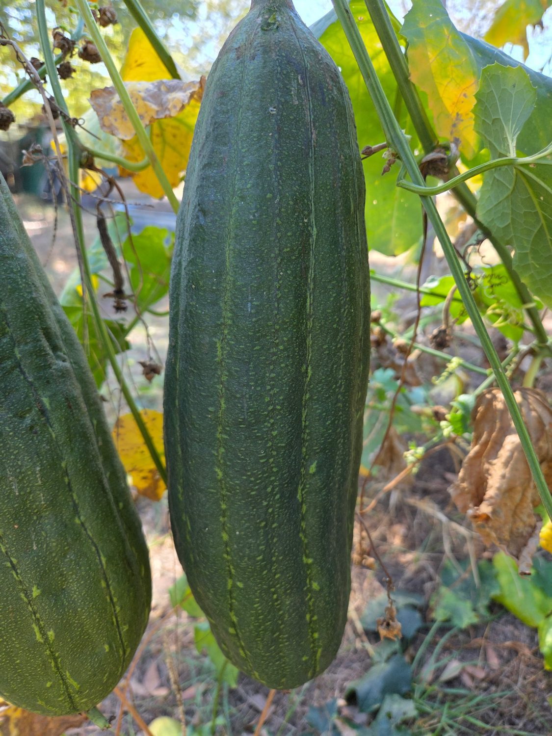 Luffa aegyptiaca, the sponge gourd, Egyptian cucumber or Vietnamese luffa, is an annual species of vine cultivated for its fruit, native to South and Southeast Asia.
