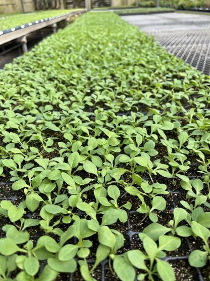 Young Starter Transplant Herb Plugs — Grown-to-Order - Image 2
