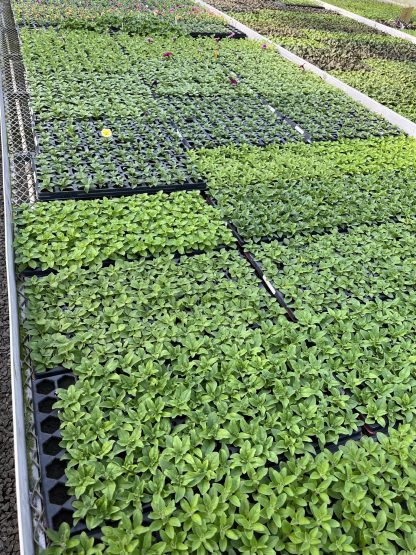Young Starter Transplant Herb Plugs — Grown-to-Order - Image 3