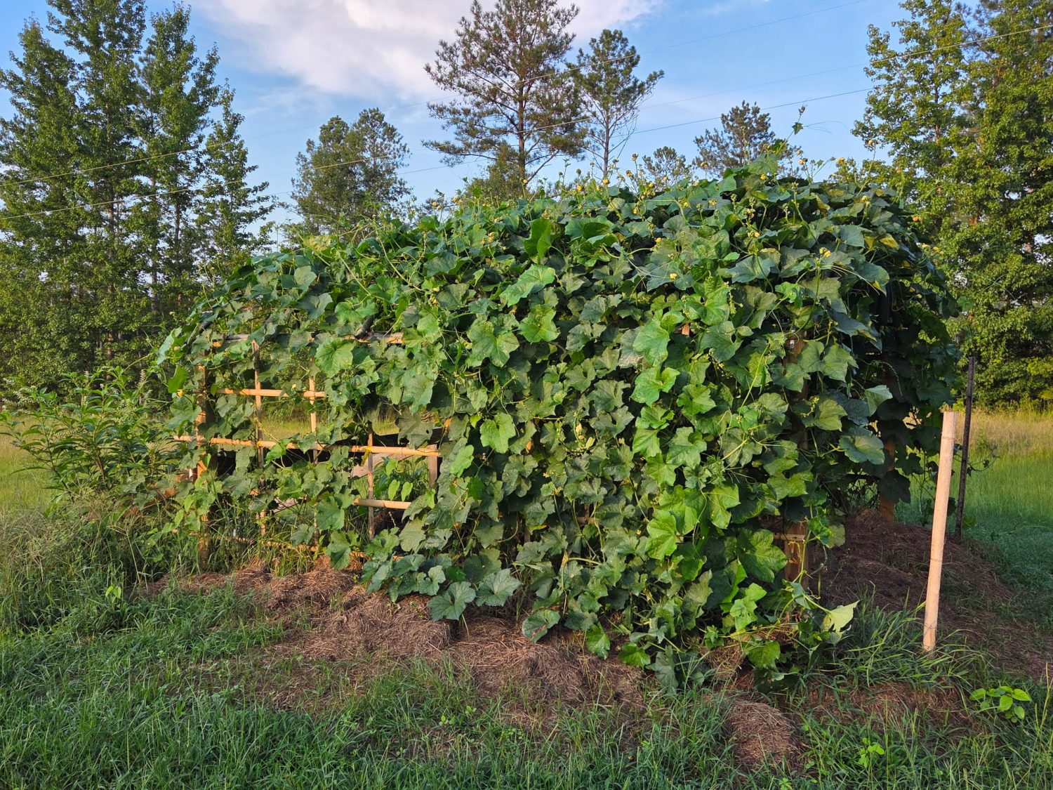 Luffa aegyptiaca, the sponge gourd, Egyptian cucumber or Vietnamese luffa, is an annual species of vine cultivated for its fruit, native to South and Southeast Asia.