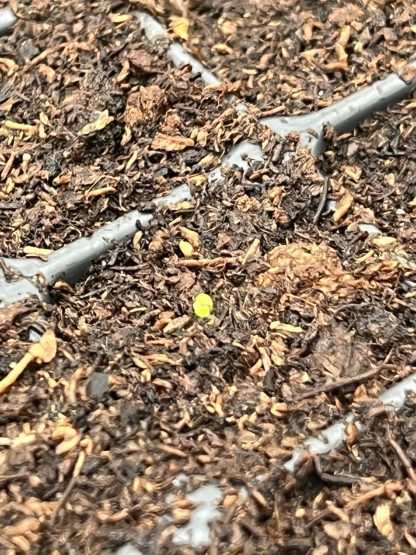 Young Starter Transplant Herb Plugs — Grown-to-Order - Image 4