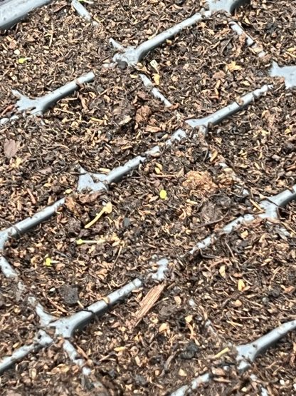 Young Starter Transplant Herb Plugs — Grown-to-Order - Image 5