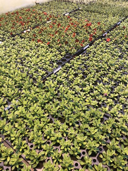 Young Starter Transplant Herb Plugs — Grown-to-Order - Image 6