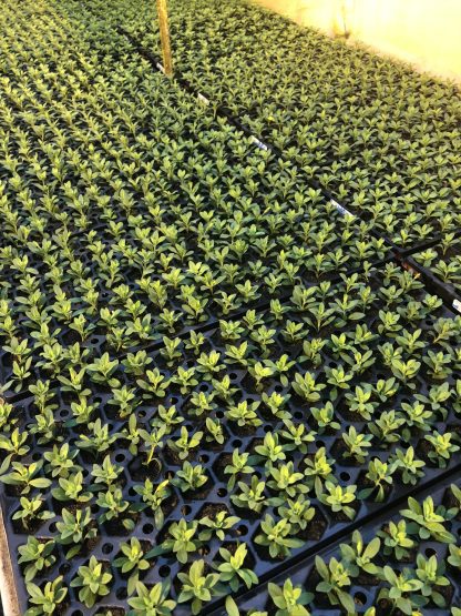 Young Starter Transplant Herb Plugs — Grown-to-Order - Image 7
