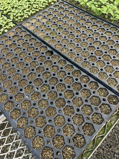 Young Starter Transplant Herb Plugs — Grown-to-Order - Image 8